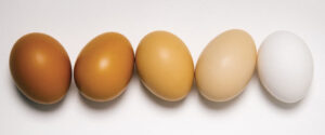 White Eggs vs Brown Eggs Difference news