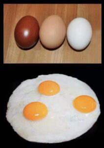 White Eggs vs Brown Eggs Difference news